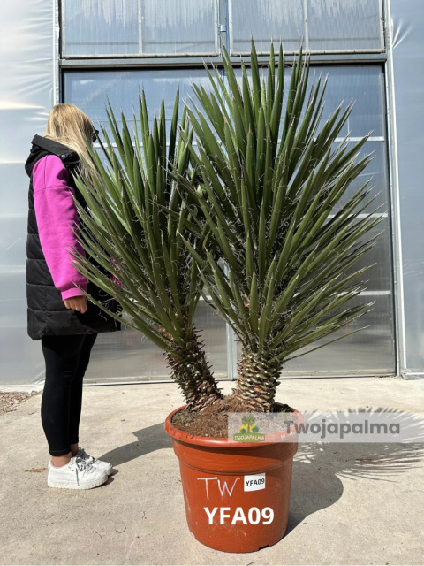 Yucca filifera podwójny pień wysokość rośliny: 120cm Yucca filifera podwójny pień wysokość rośliny: 120cm