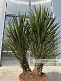 Yucca filifera podwójny pień wysokość rośliny: 120cm