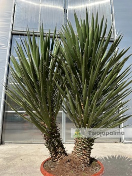 Yucca filifera podwójny pień wysokość rośliny: 120cm