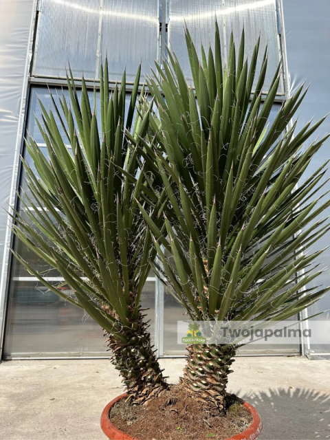 Yucca filifera podwójny pień wysokość rośliny: 120cm Yucca filifera podwójny pień wysokość rośliny: 120cm