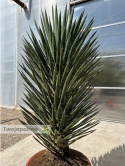 Yucca filifera wysokość rośliny: 100-110cm