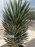 Yucca filifera wysokość rośliny: 100-110cm