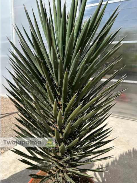 Yucca filifera wysokość rośliny: 100-110cm Yucca filifera wysokość rośliny: 100-110cm