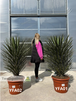 Yucca filifera wysokość rośliny: 100-110cm