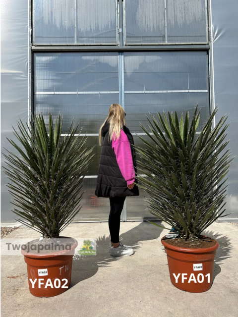 Yucca filifera wysokość rośliny: 100-110cm Yucca filifera wysokość rośliny: 100-110cm