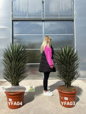Yucca filifera wysokość rośliny: 100-110cm