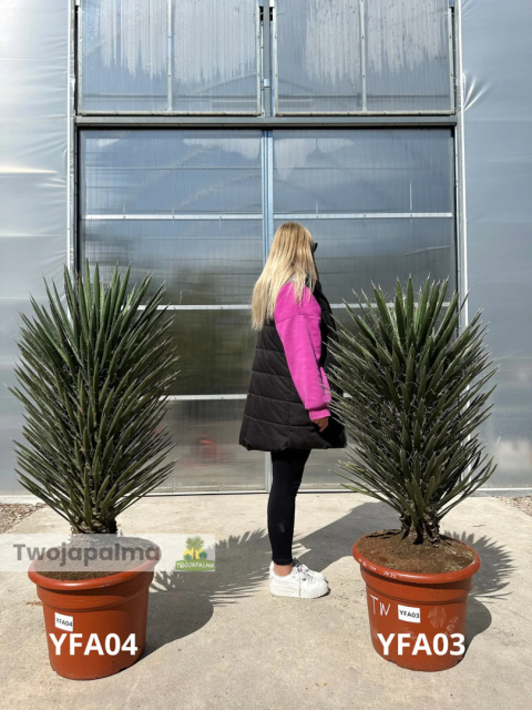 Yucca filifera wysokość rośliny: 100-110cm Yucca filifera wysokość rośliny: 100-110cm