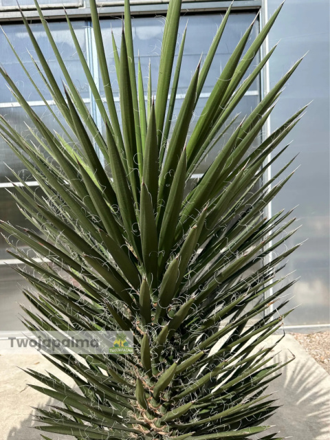 Yucca filifera wysokość rośliny: 120-140cm Yucca filifera wysokość rośliny: 120-140cm