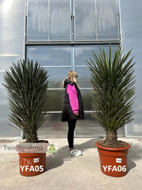 Yucca filifera wysokość rośliny: 120-140cm Yucca filifera wysokość rośliny: 120-140cm