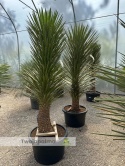 Yucca filifera - total : 220cm