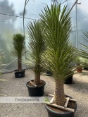 Yucca filifera - wys. całkowita z donicą: 220cm