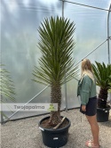 Yucca filifera - wys. całkowita z donicą: 220cm