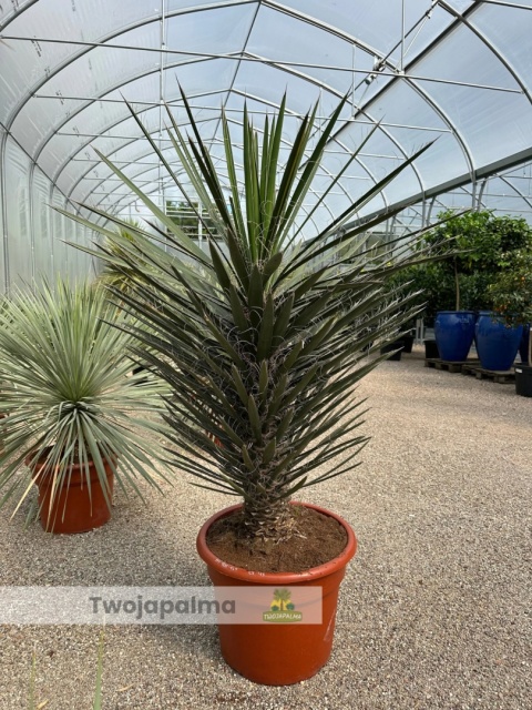 Yucca filifera wysokość rośliny: 120-140cm Yucca filifera wysokość rośliny: 120-140cm