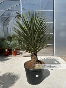 Yucca treculeana wysokość rośliny: 150cm