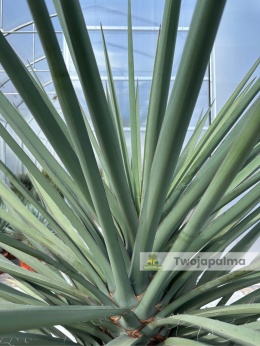 Yucca treculeana wysokość rośliny: 170cm