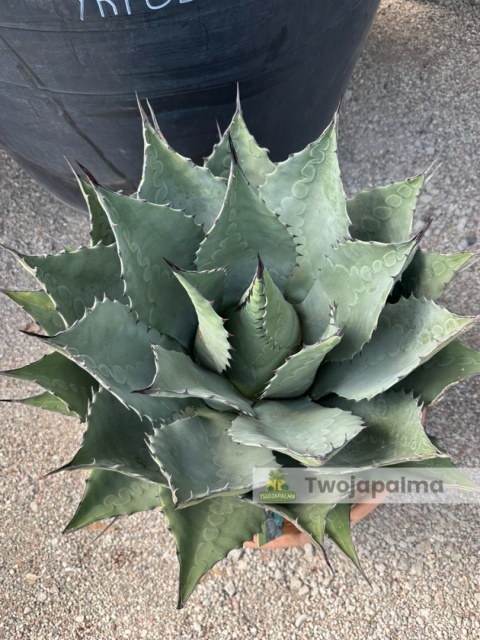 Agave/Agawa blue brian - wysokość z donicą: 70cm, średnica: ok. 60cm