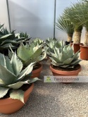 Agave/Agawa ovatifolia 'Iced heart' - wysokość z donicą: ok. 40-50cm, średnica: 40-50cm