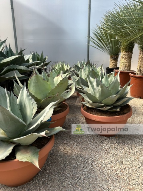 Agave/Agawa ovatifolia 'Iced heart' - wysokość z donicą: ok. 40-50cm, średnica: 40-50cm