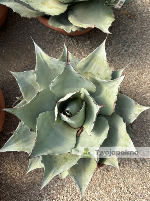 Agave/Agawa ovatifolia 'Iced heart' - wysokość z donicą: ok. 40-50cm, średnica: 40-50cm