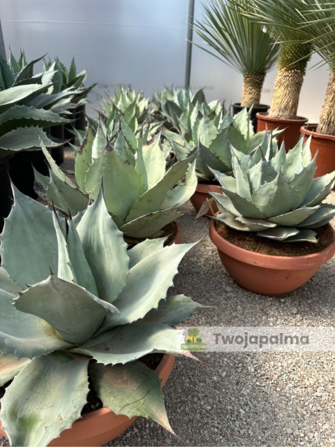 Agave/Agawa ovatifolia 'Iced heart' - wysokość z donicą: ok. 40-50cm, średnica: 40-50cm