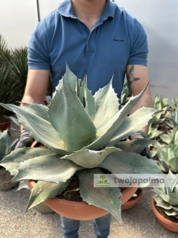 Agave/Agawa ovatifolia 'Iced heart' - wysokość z donicą: ok. 40-50cm, średnica: 40-50cm