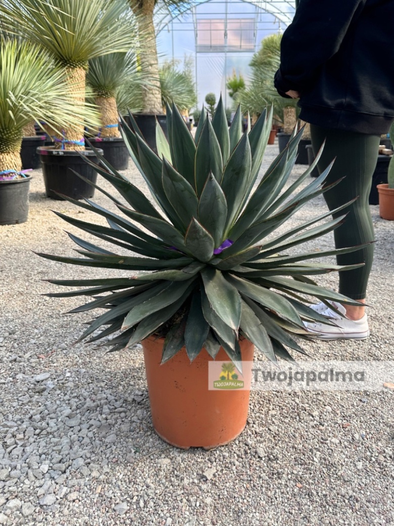 Agave/Agawa red edge - wysoko z donic: 80cm, rednica: ok. 70cm