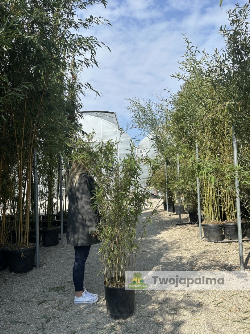 fargesia hecke Bambushecke main image 0