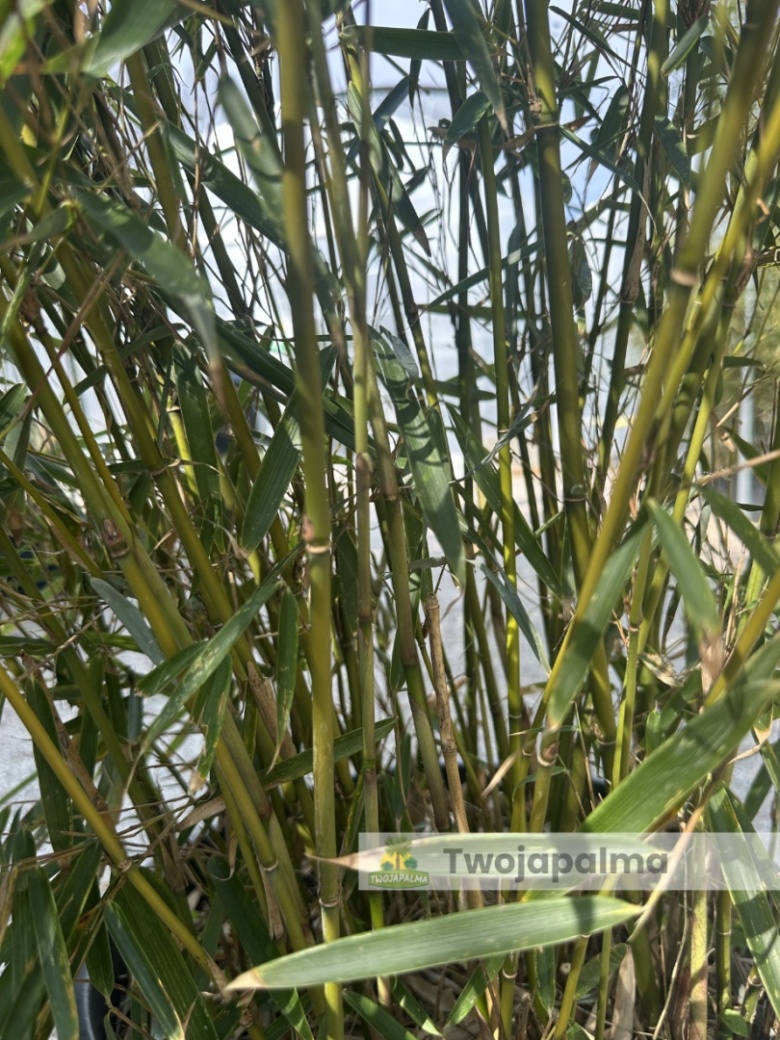garten bambus rufa Bambus rufa (Fargesia rufa) | 60-80 cm im Topf