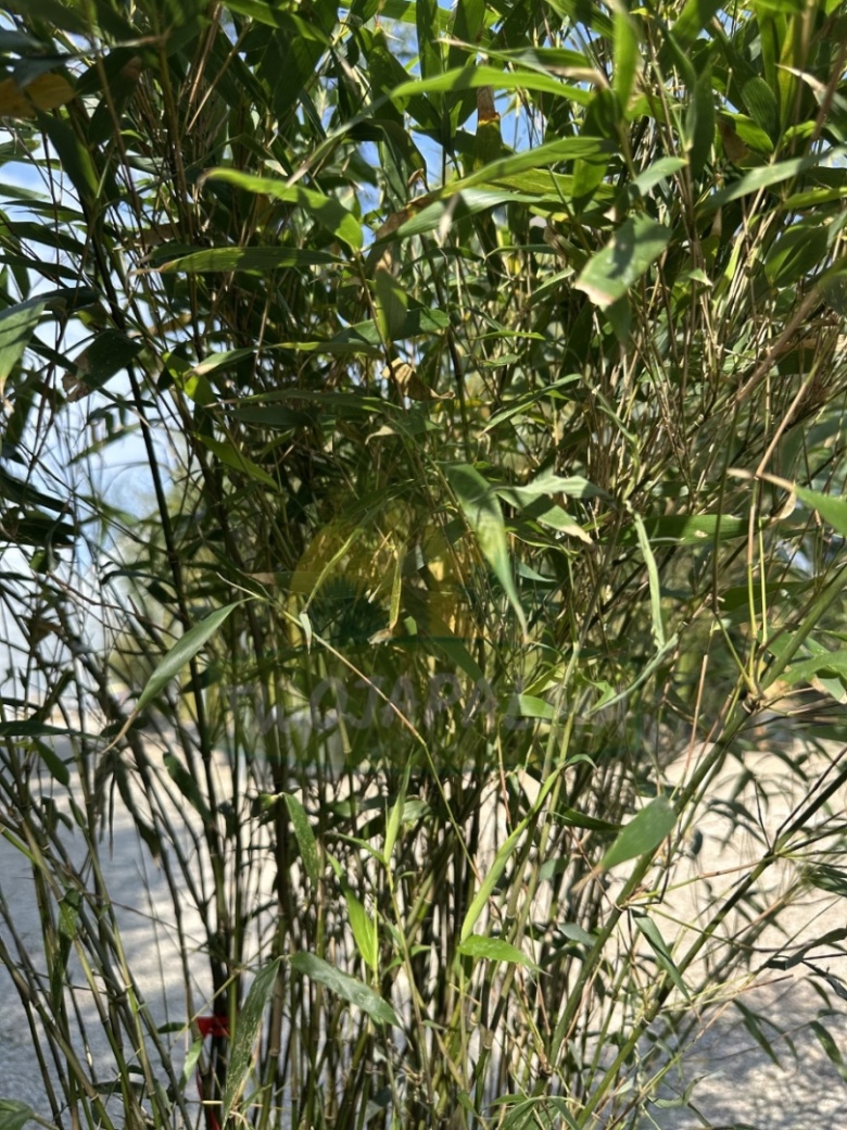 Bambus Fargesia robusta 'Formidable - Fargezja olbrzymia 'Formidable' -  18L, 110-130cm