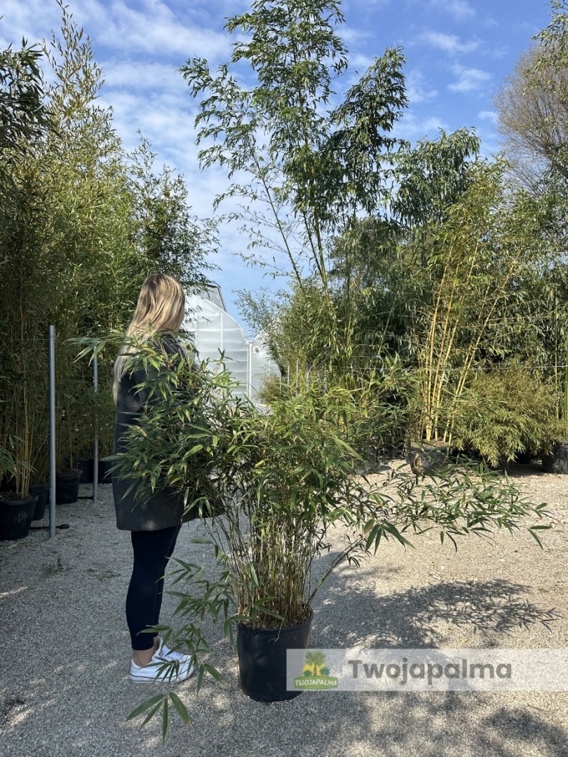 Bambus Fargesia robusta 'Formidable - Fargezja olbrzymia 'Formidable' -  18L, 110-130cm
