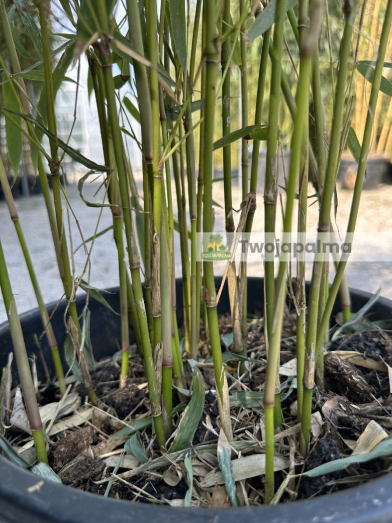 Bambus Fargesia robusta 'Pingwu' Fargezja olbrzymia 'Pingwu' - 18L,  120-150cm