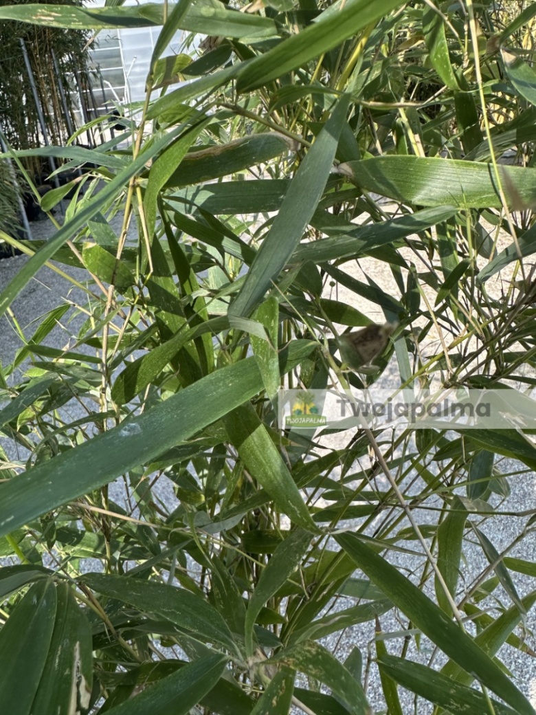 Bambus Fargesia robusta 'Pingwu' Fargezja olbrzymia 'Pingwu' - 18L,  120-150cm