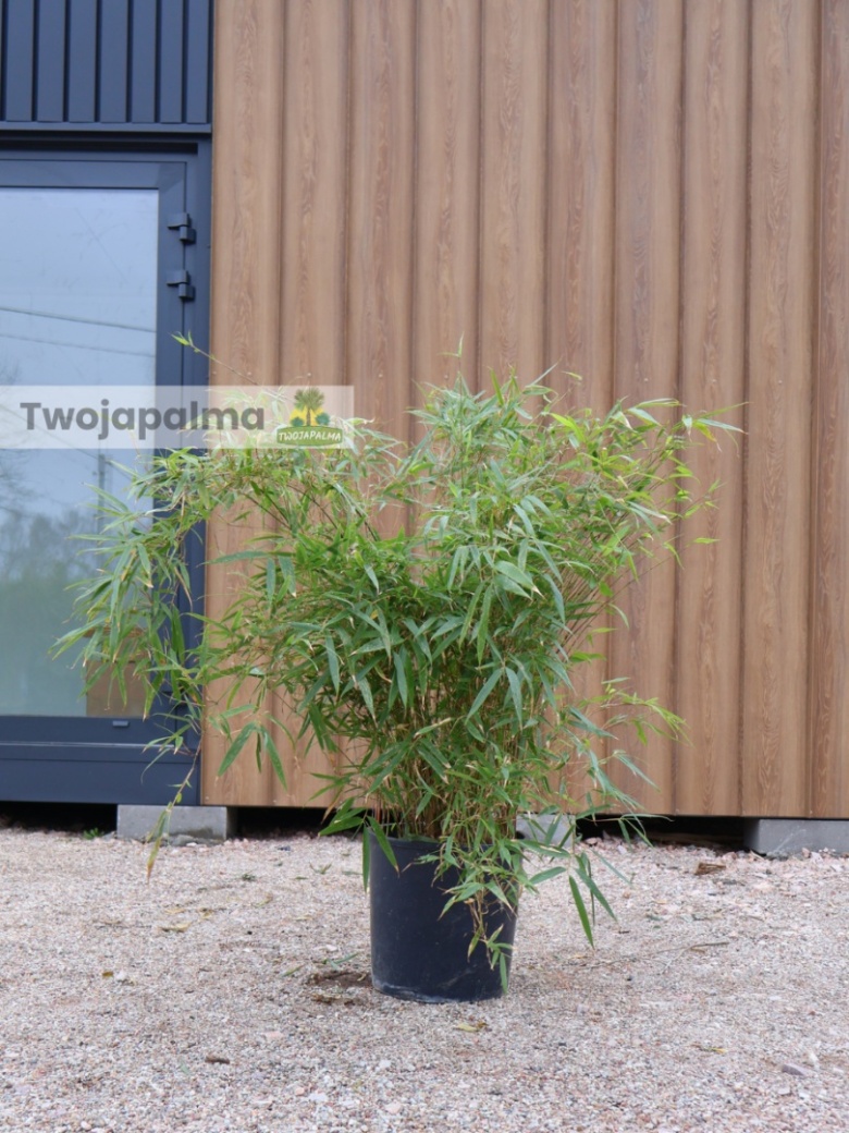 Bambus Fargesia rufa - Fargesia rozoysta/rdzawa - 18L, 90-120cm