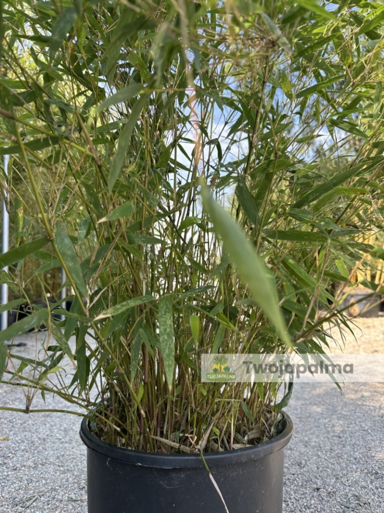 Bambus Fargesia rufa - Fargesia rozoysta/rdzawa - 18L, 90-120cm