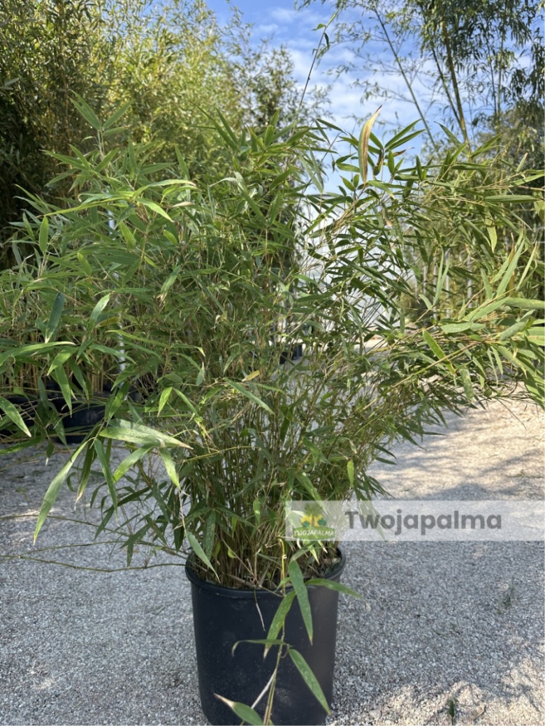 Bambus Fargesia rufa - Fargesia rozoysta/rdzawa - 18L, 90-120cm