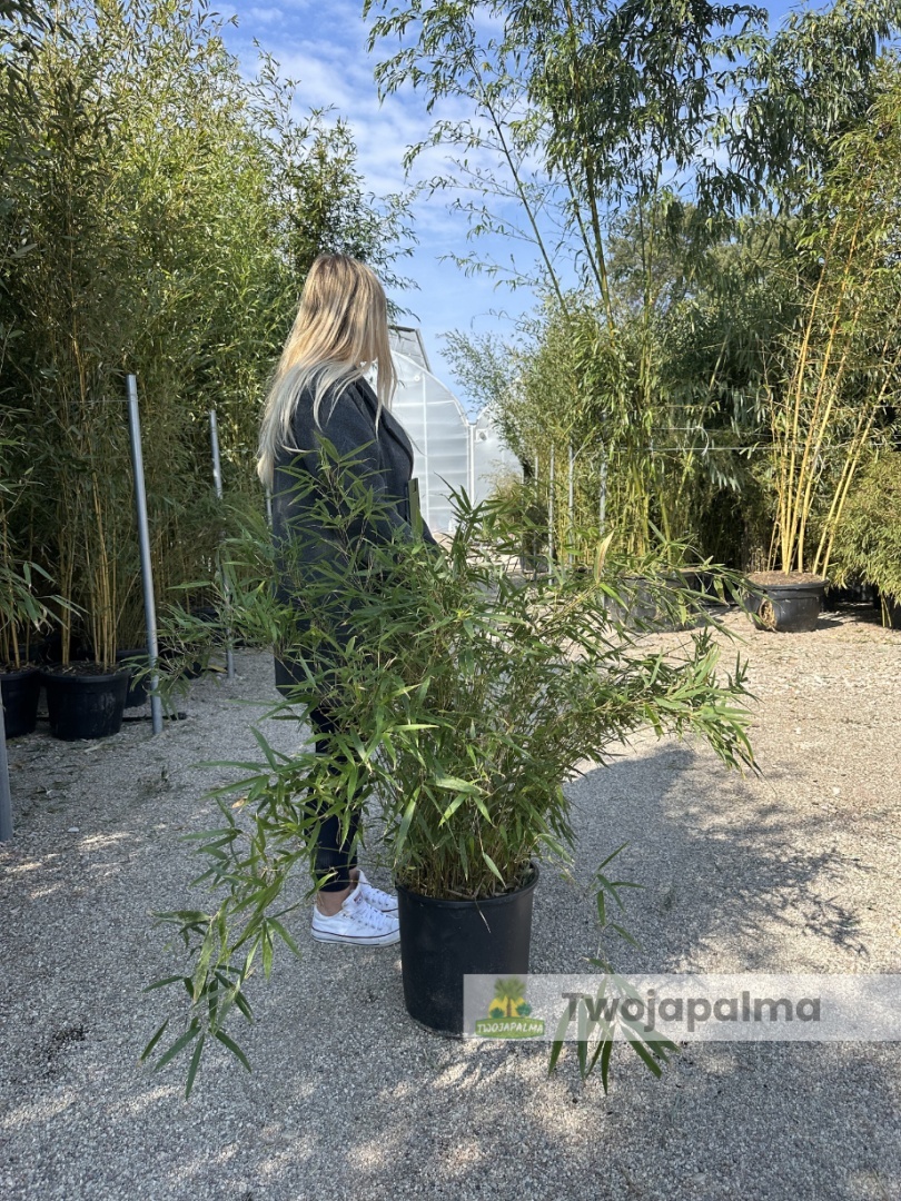 Bambus Fargesia rufa - Fargesia rozoysta/rdzawa - 18L, 90-120cm