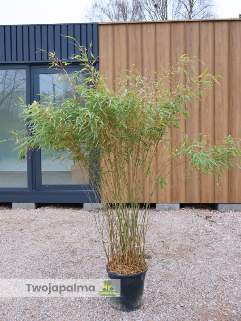 Bambus Fargesia rufa - Fargesia rozoysta/rdzawa - 18L, 150-200cm