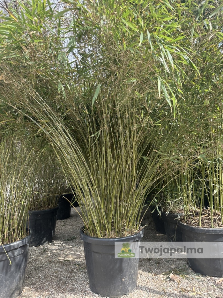 Bambus Fargesia rufa - Fargesia rozoysta/rdzawa - 35L, 170-210cm