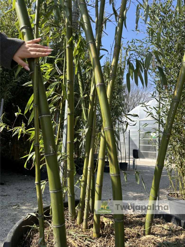 Bambus Phyllostachys vivax f. huangwenzhu - 230L, ok. 700cm