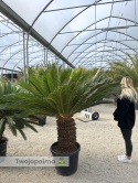 Cycas revoluta - pień: 55cm, wys. całkowita: ok. 170cm
