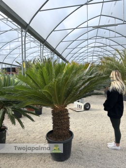 Cycas revoluta - pień: 55cm, wys. całkowita: ok. 170cm
