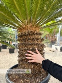 Cycas revoluta - pień: 55cm, wys. całkowita: ok. 170cm
