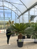 Cycas revoluta - pień: 55cm, wys. całkowita: ok. 170cm