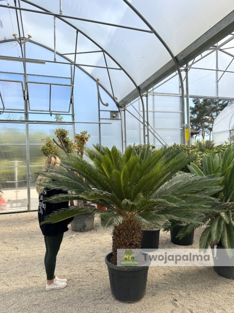 Cycas revoluta - pień: 55cm, wys. całkowita: ok. 170cm