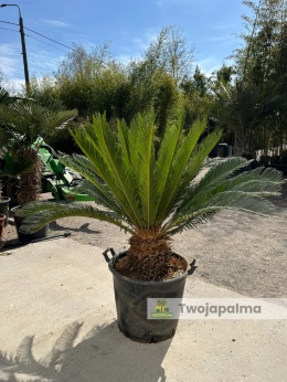 Cycas revoluta - wys. całkowita: ok. 120cm