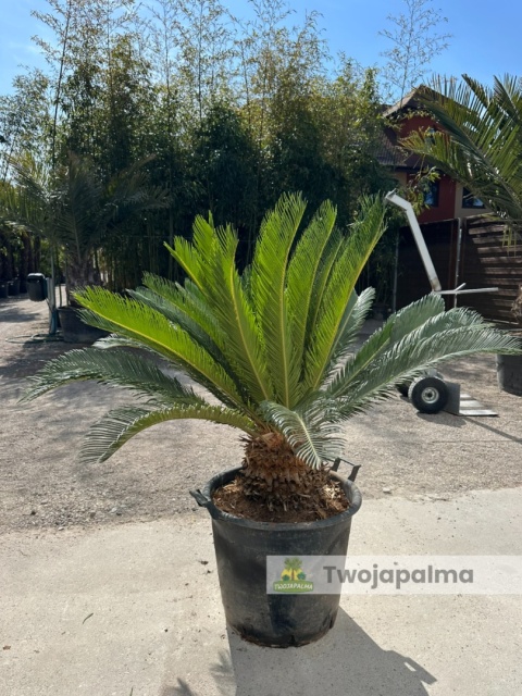 Cycas revoluta - wys. całkowita: ok. 120cm