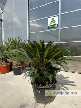 Cycas revoluta - wys. całkowita: ok. 130cm