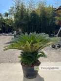 Cycas revoluta - wys. całkowita: ok. 130cm