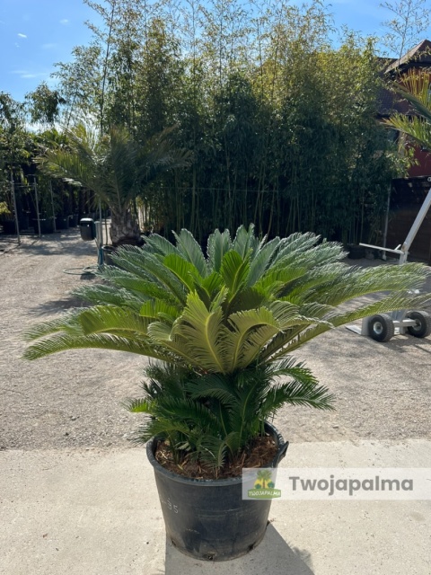 Cycas revoluta - wys. całkowita: ok. 130cm