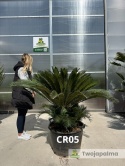 Cycas revoluta - wys. całkowita: ok. 130cm